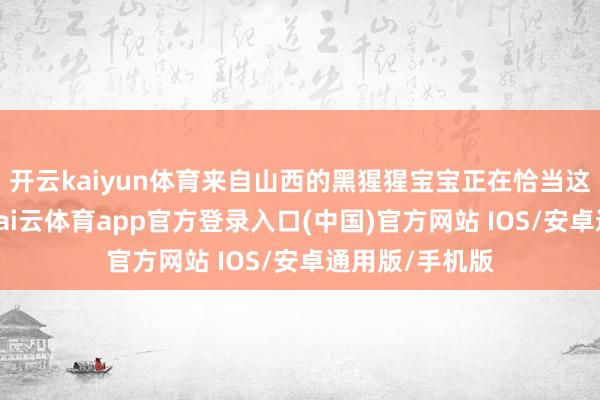 开云kaiyun体育来自山西的黑猩猩宝宝正在恰当这里的新环境-kai云体育app官方登录入口(中国)官方网站 IOS/安卓通用版/手机版